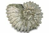 Bumpy Ammonite (Douvilleiceras) Fossil - Madagascar #277183-1